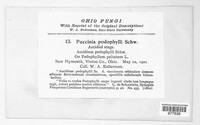 Puccinia podophylli image